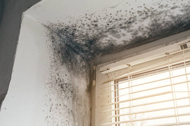 Affordable Mold Cleanup solutions in Hudson, MI
